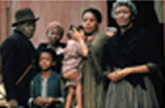 Roots Picture